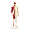 Male Human Body Anatomical Model 60 cm